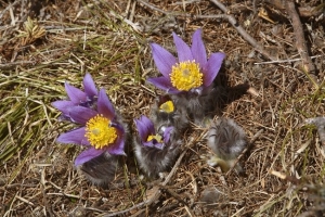 Pulsatilla Halleri fiore bellissimo di quota